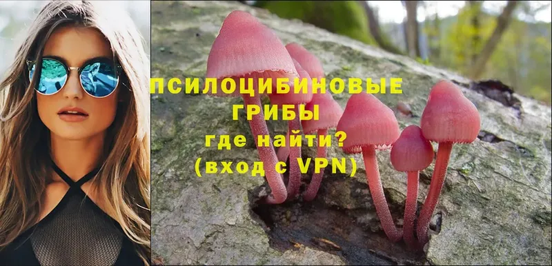 darknet Telegram  Гудермес  Псилоцибиновые грибы Psilocybe 